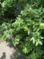Spiraea ouensanensis