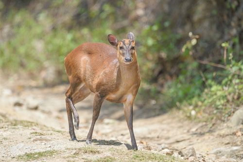 Northern Red Muntjac