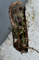 Mentaxya palmistarum