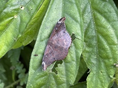 Oreta griseotincta
