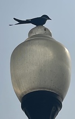 Dicrurus macrocercus