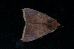 Achaea finita