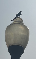 Dicrurus macrocercus