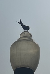 Dicrurus macrocercus