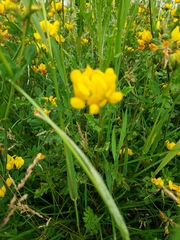 Lotus pedunculatus