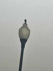 Dicrurus macrocercus