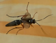 Diphyus quadripunctorius