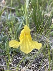 Cymbaria daurica