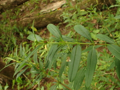 Hypericum densiflorum densiflorum