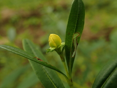 Hypericum densiflorum densiflorum