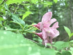 Weigela florida