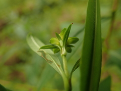 Hypericum densiflorum densiflorum