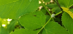 Pterygota