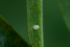 Danaus chrysippus