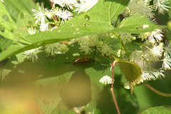 Typocerus acuticauda
