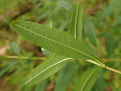 Hypericum densiflorum densiflorum