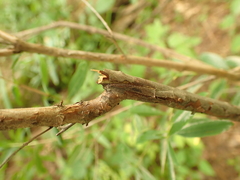 Hypericum densiflorum densiflorum