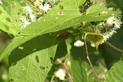 Typocerus acuticauda