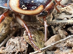 Neostylopyga ornata