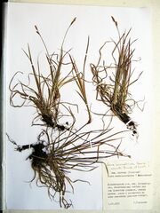 Carex caryophyllea microtricha