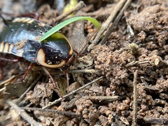 Neostylopyga ornata