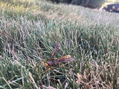 Megarhyssa macrurus icterosticta