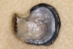 Isognomon californicus
