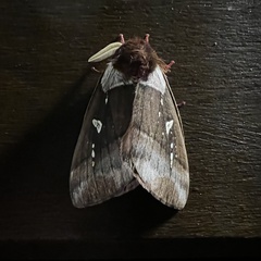 Dirphiopsis trisignata