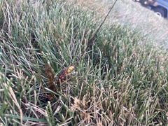 Megarhyssa macrurus icterosticta