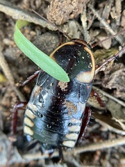 Neostylopyga ornata