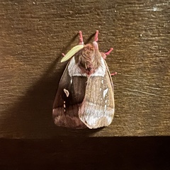 Dirphiopsis trisignata