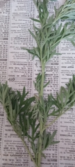 Artemisia absinthium