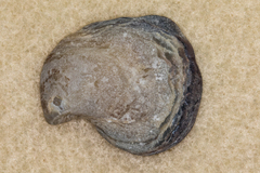 Isognomon californicus