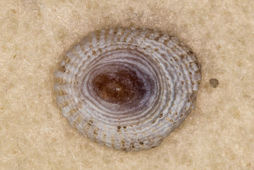 Hipponix imbricatus in life