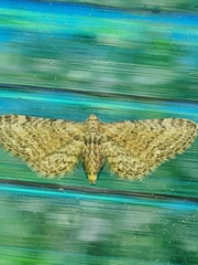 Eupithecia subumbrata