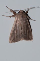 Mythimna tincta