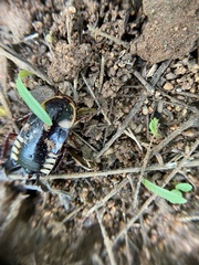 Neostylopyga ornata
