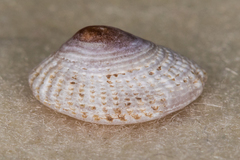 Antisabia imbricata