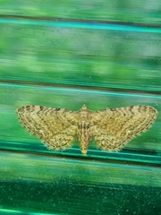 Eupithecia subumbrata