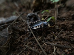 Neostylopyga ornata