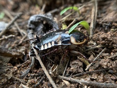 Neostylopyga ornata