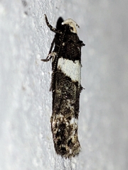 Recurvaria leucatella