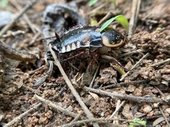 Neostylopyga ornata