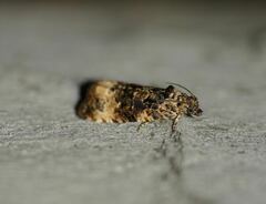 Endothenia marginana