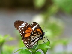 Danaus melanippus hegesippus