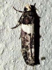 Recurvaria leucatella
