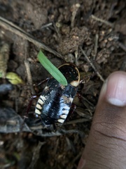 Neostylopyga ornata