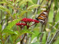 Danaus melanippus hegesippus