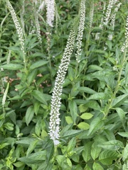 Veroniceae
