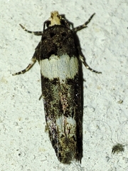 Recurvaria leucatella
